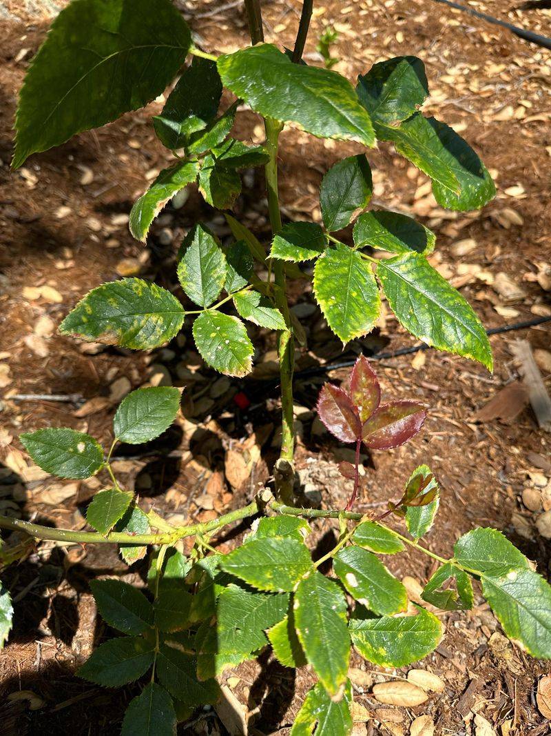 More Fertilizer Is Not The Answer