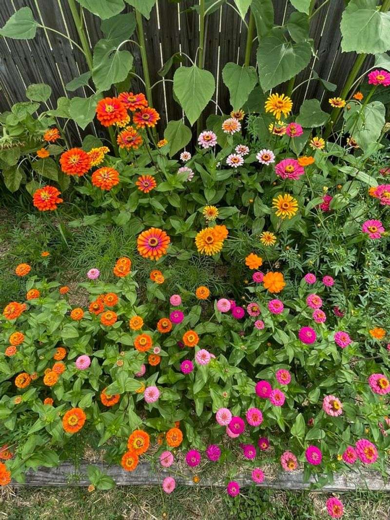 Zinnias Offer A Wide Range Of Colors And Sizes