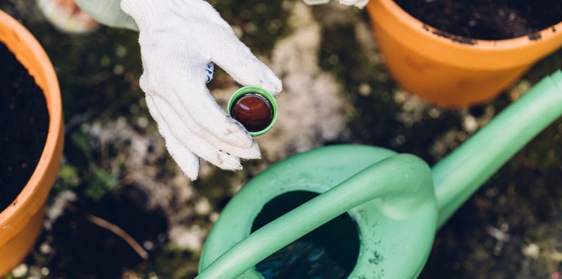 Middday Feeding Pushes Plants Over The Edge