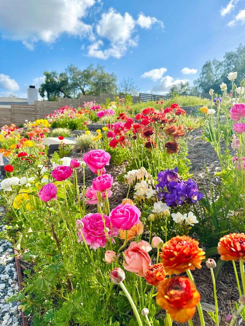 Ranunculus Brings Full Color To Spring Garden Beds