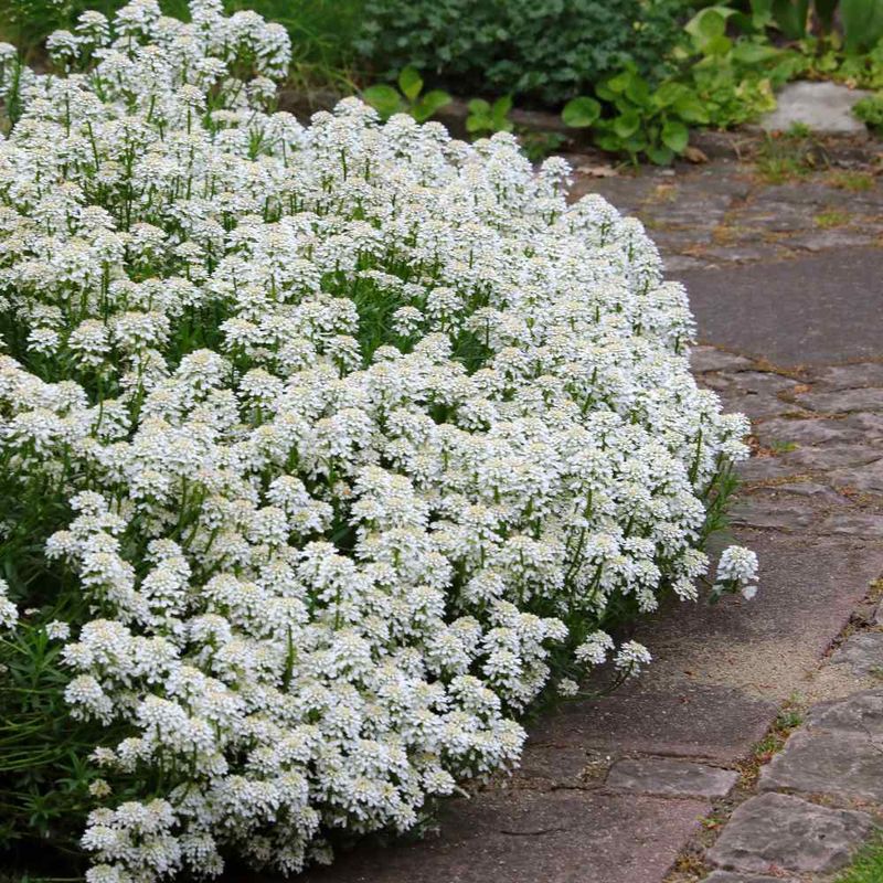 Candytuft Creates A Bright White Spring Carpet