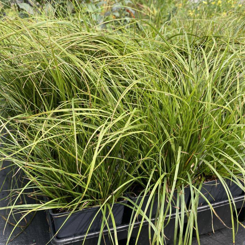 Pennsylvania Sedge 