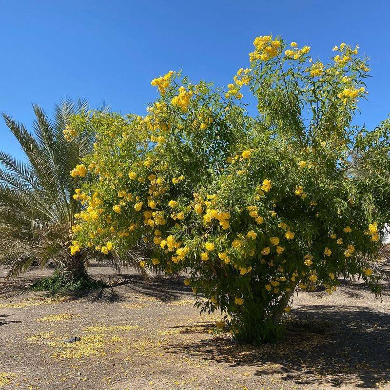 Arizona Yellow Bells Stays Vigorous As Temperatures Rise
