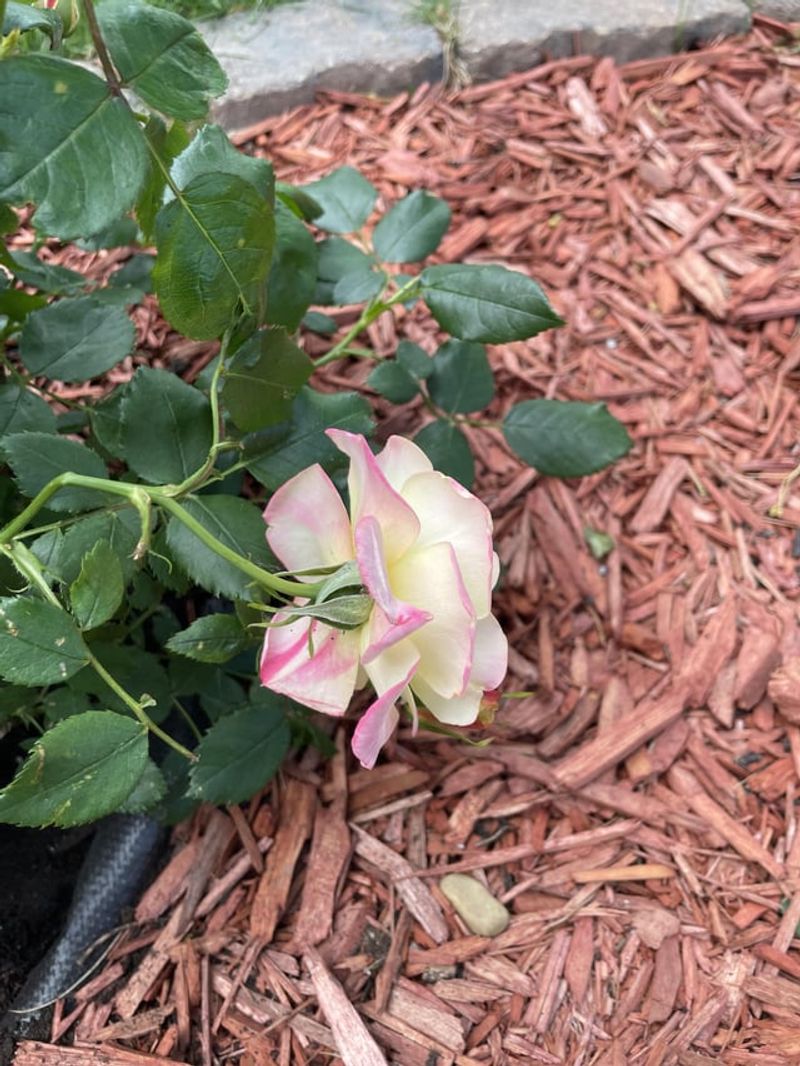 Deadhead Spent Flowers