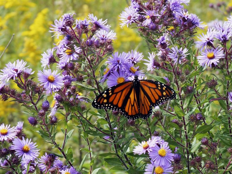 Carry The Garden Into Fall With New England Aster