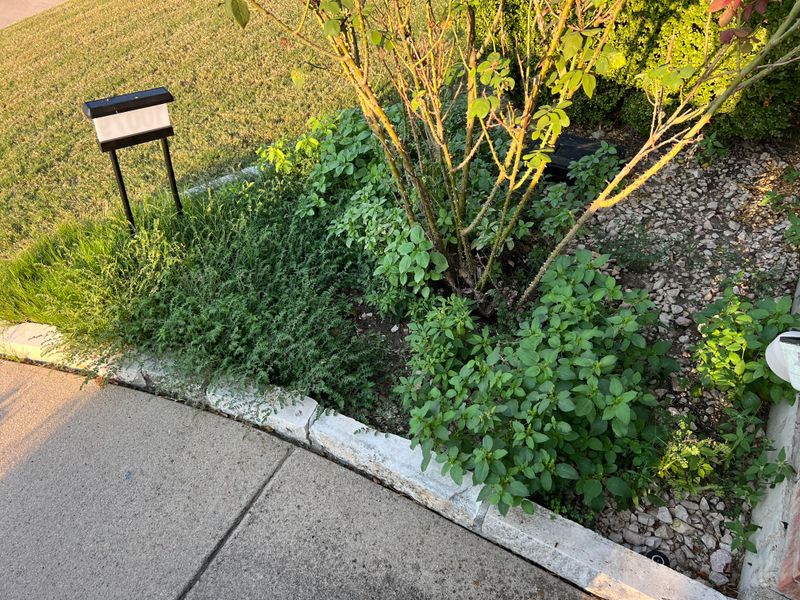 Control Weeds Early