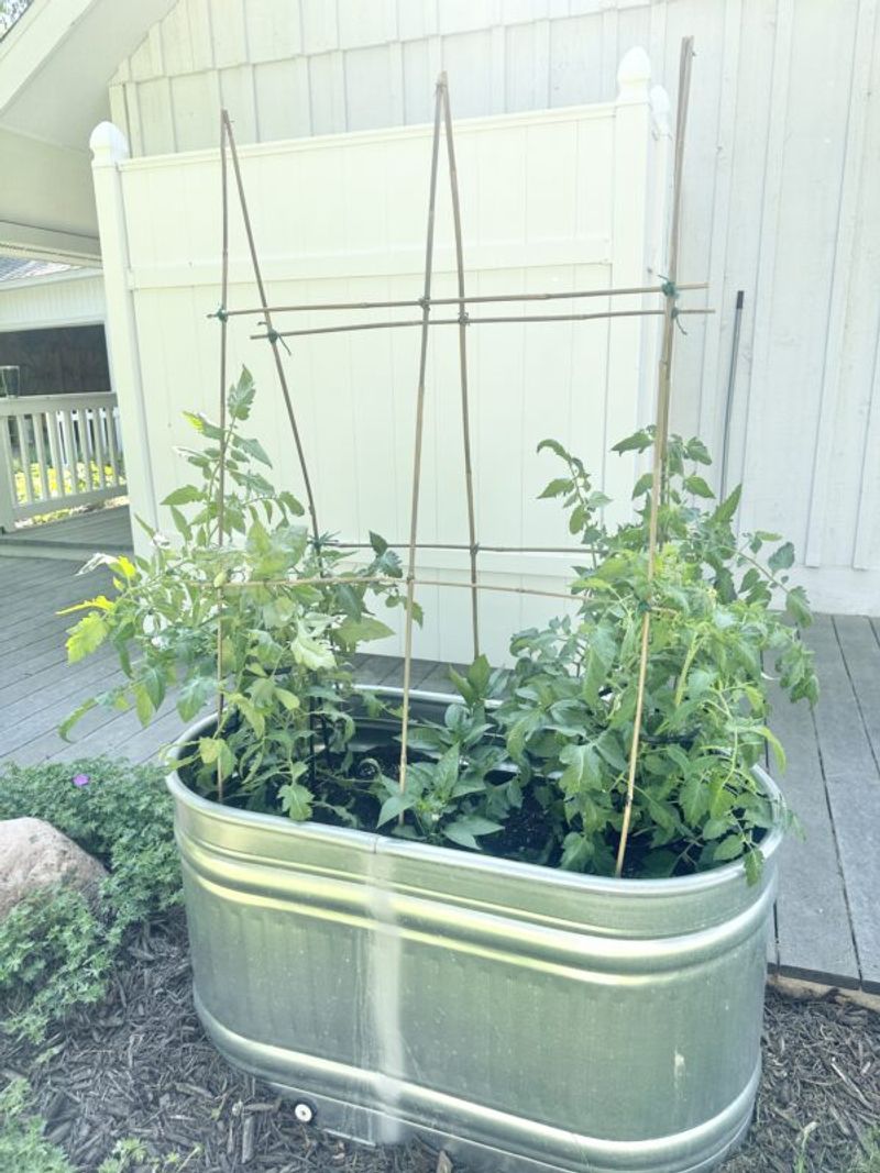 Cage The Plant Before It Starts Leaning