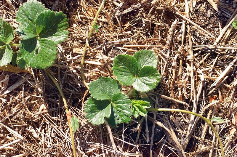 Give New Strawberry Plants A Light Early Feeding