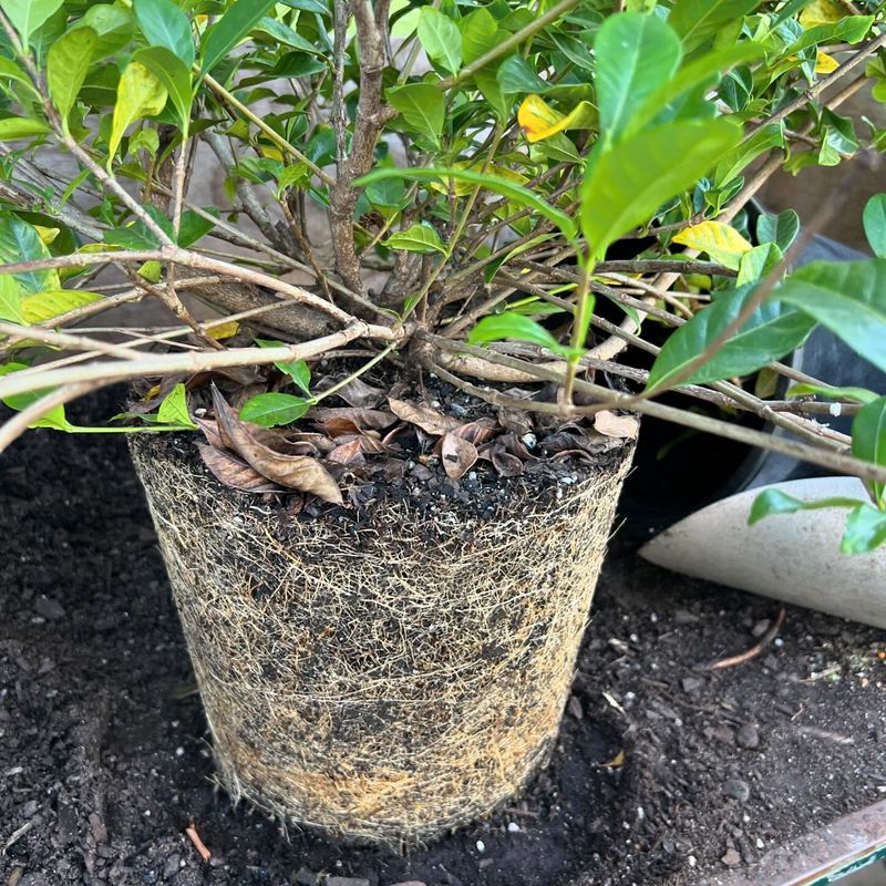 Water At The Roots, Not The Leaves