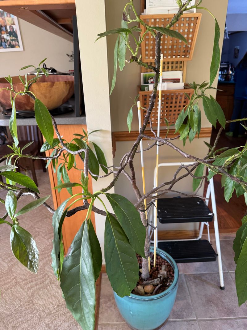 Prune For Size Before The Tree Outgrows The Pot