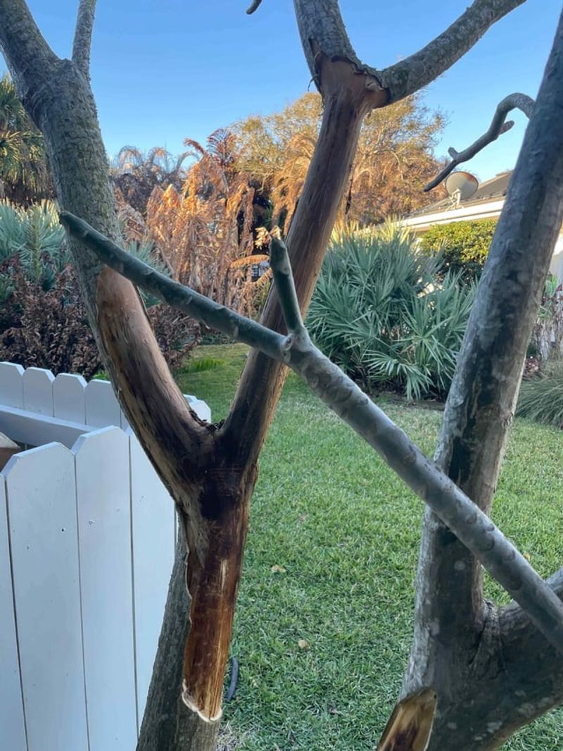 Prune Only For Shape Or Damaged Branches