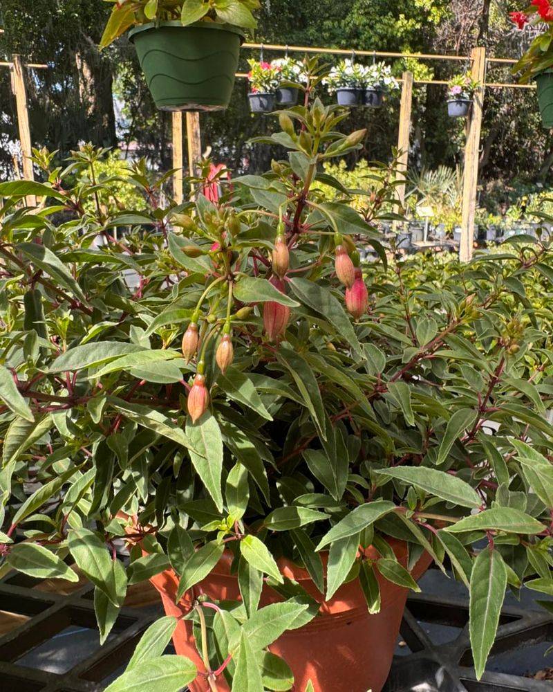 Avoid Moving The Plant Once Buds Form