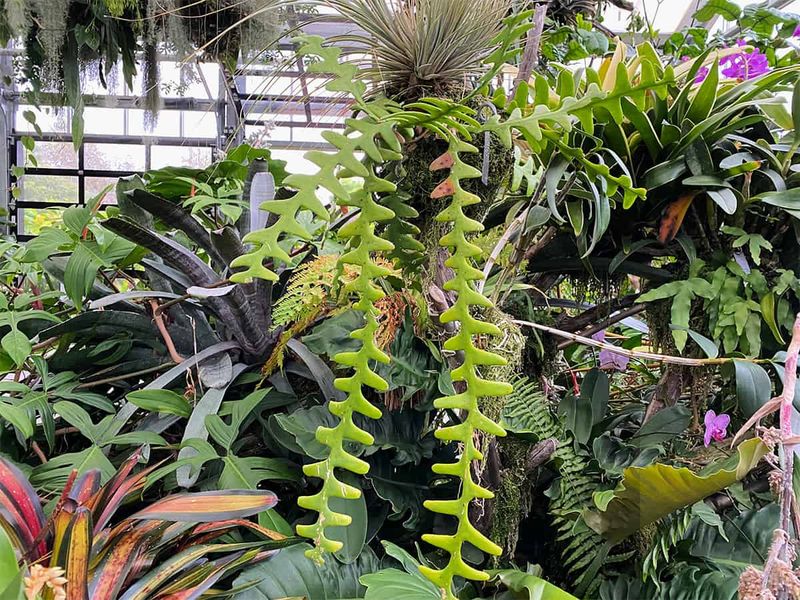 Boost The Humidity Around Your Plant