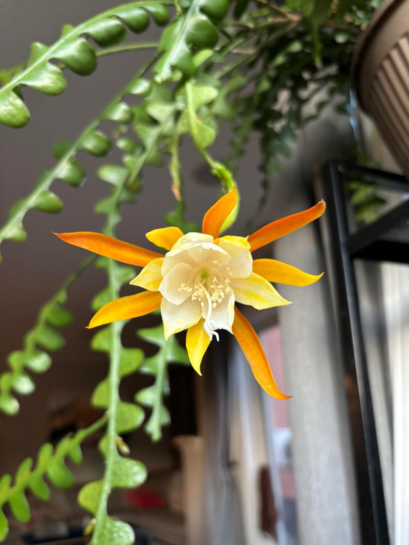 Avoid Moving The Plant Once Buds Form Avoid Moving The Plant Once Buds Form