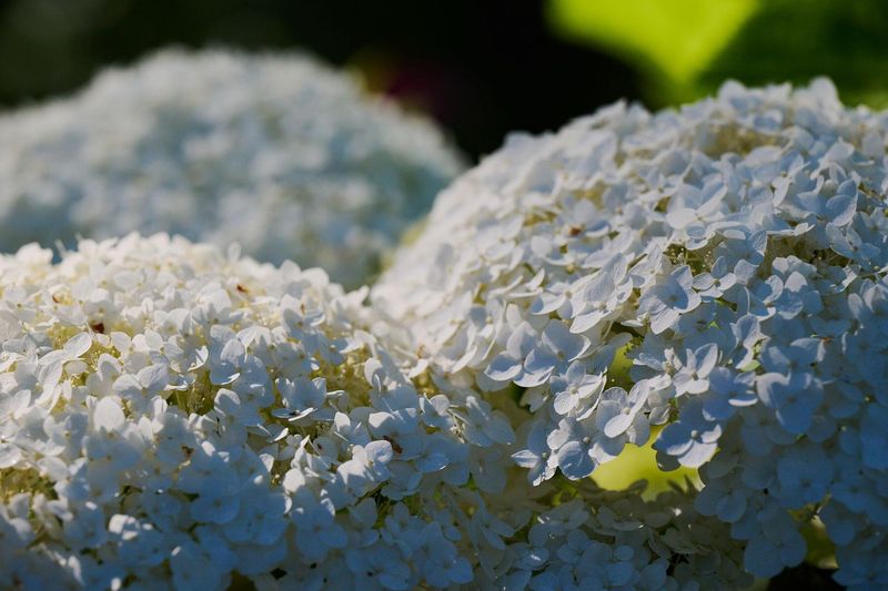 Keep Soil Evenly Moist