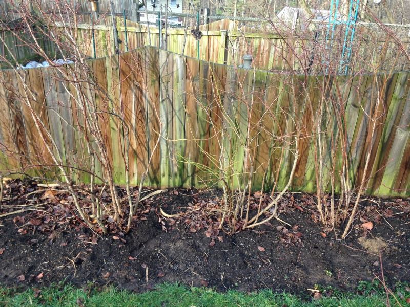 Prune For Strong Canes Not Just Pretty Shrubs