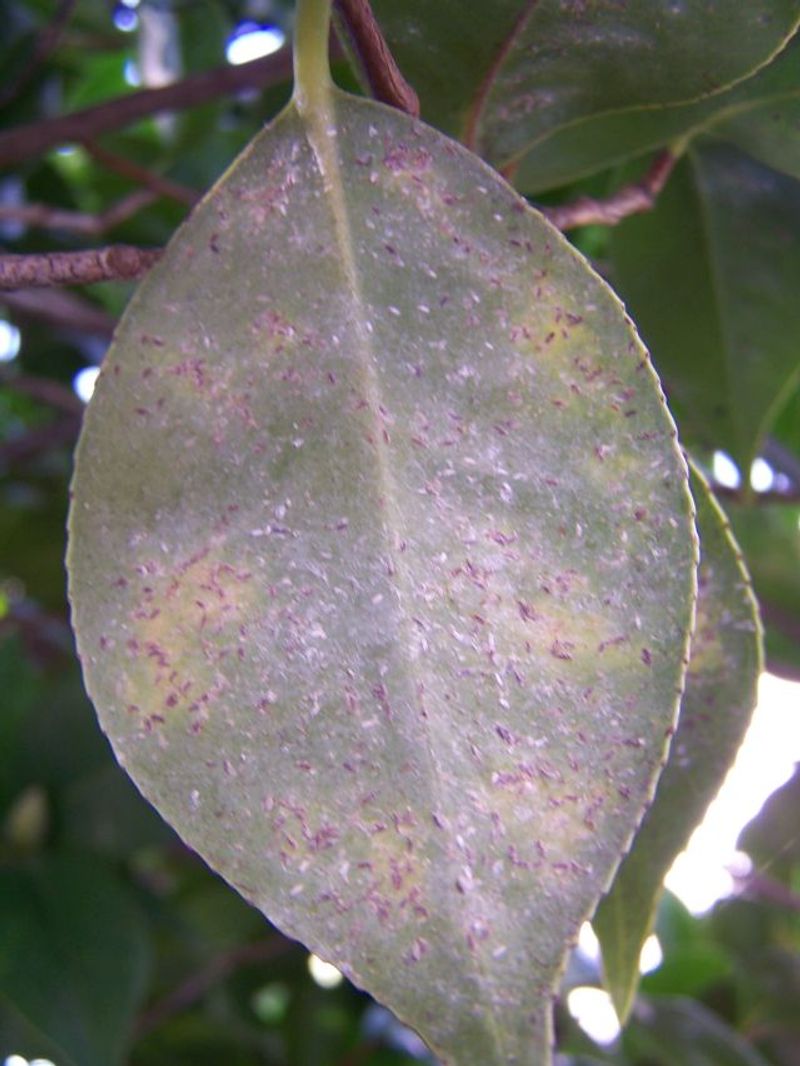 Inspect Leaves For Scale And Tea Scale