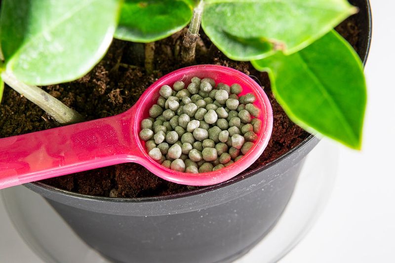 Use A Controlled-Release Fertilizer Instead Of Heavy Quick Feeds