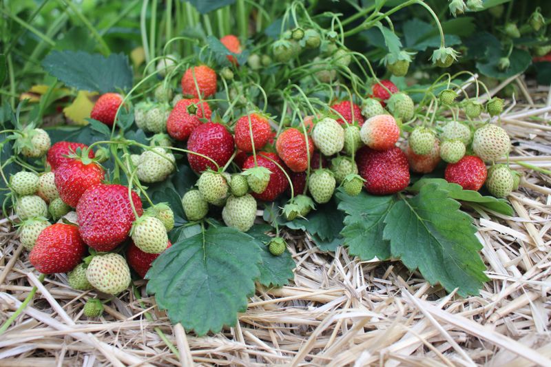 Skip Spring Nitrogen On Fruiting Strawberries Before Harvest