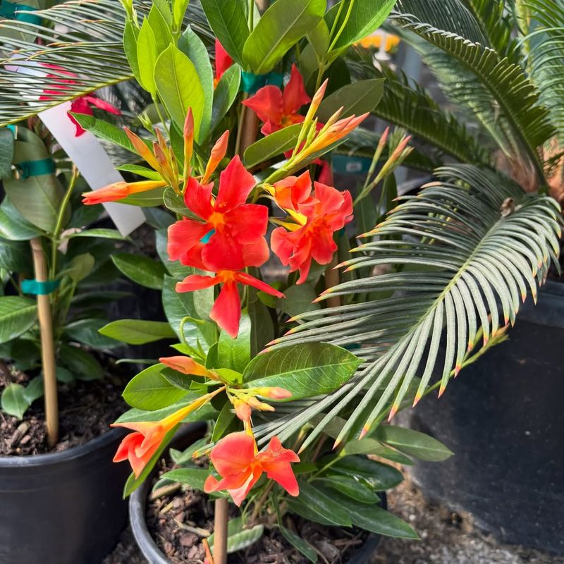 Provide A Trellis For Strong Vertical Support