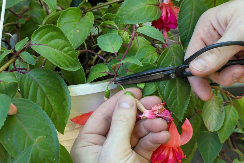 Remove Spent Flowers Frequently