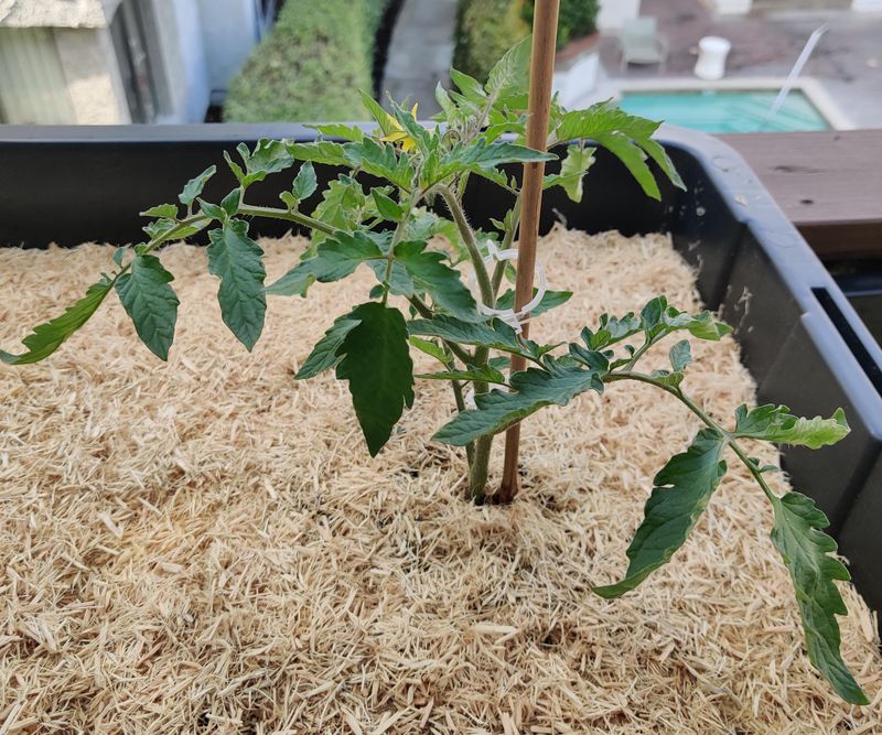 Mulch To Keep Soil Cooler And Reduce Moisture Loss