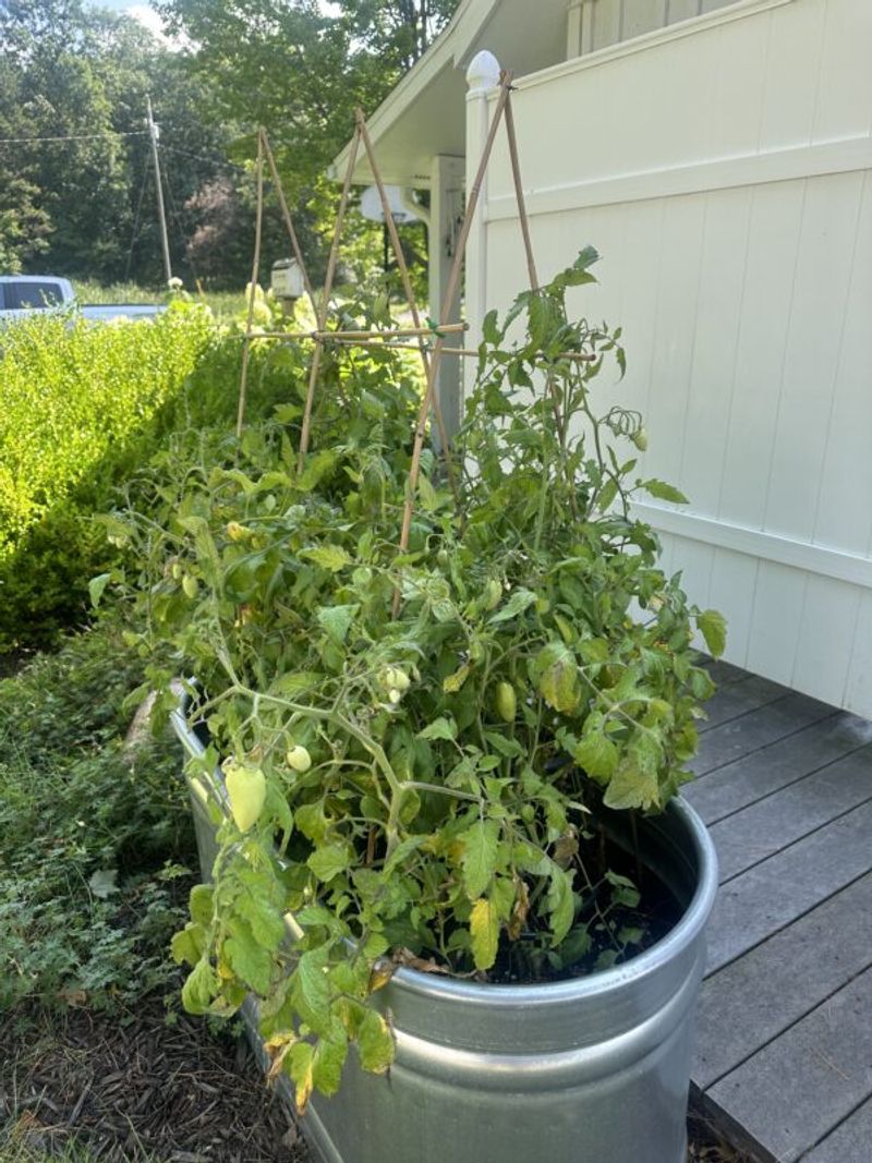 Add Support Early To Keep Plants Upright