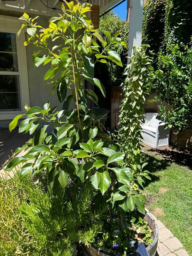 Prune Lightly To Maintain Size And Shape