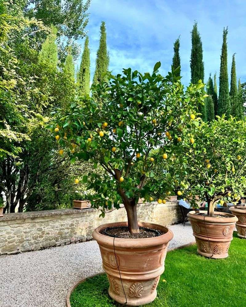 Flush Soil Occasionally To Prevent Salt Buildup