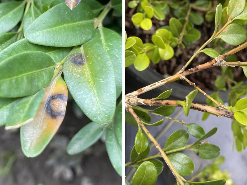 Watch For Early Signs Of Pests And Disease