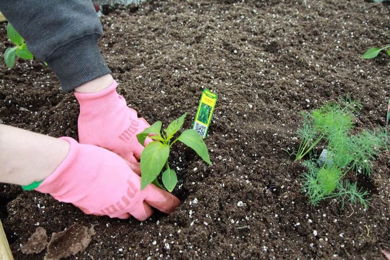 Give Peppers A Soil Test Based Boost Before Summer Growth