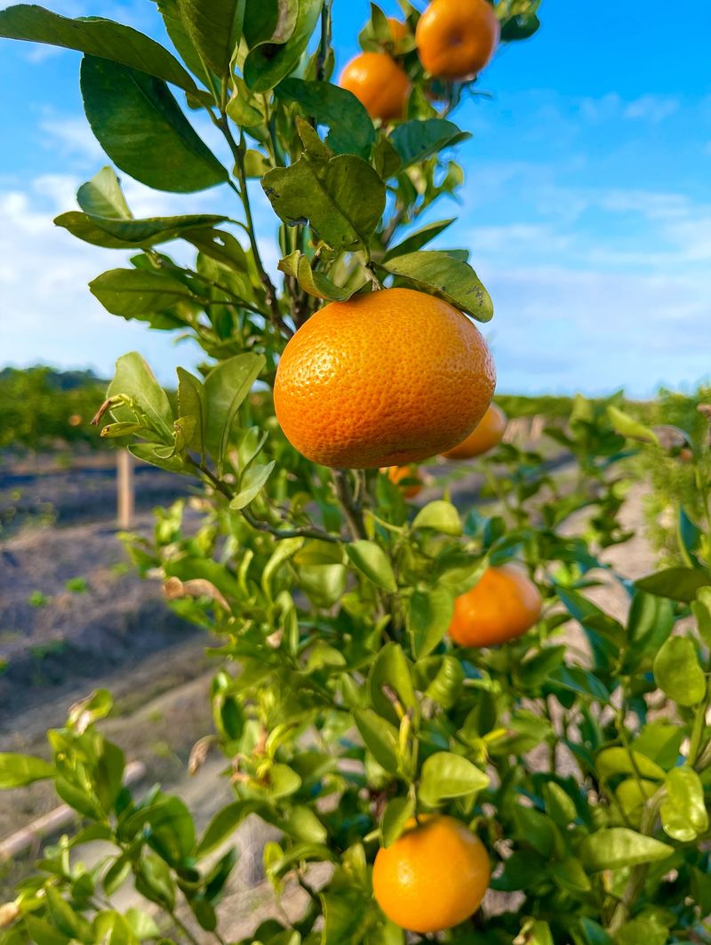 Protect Fruit From Sunburn