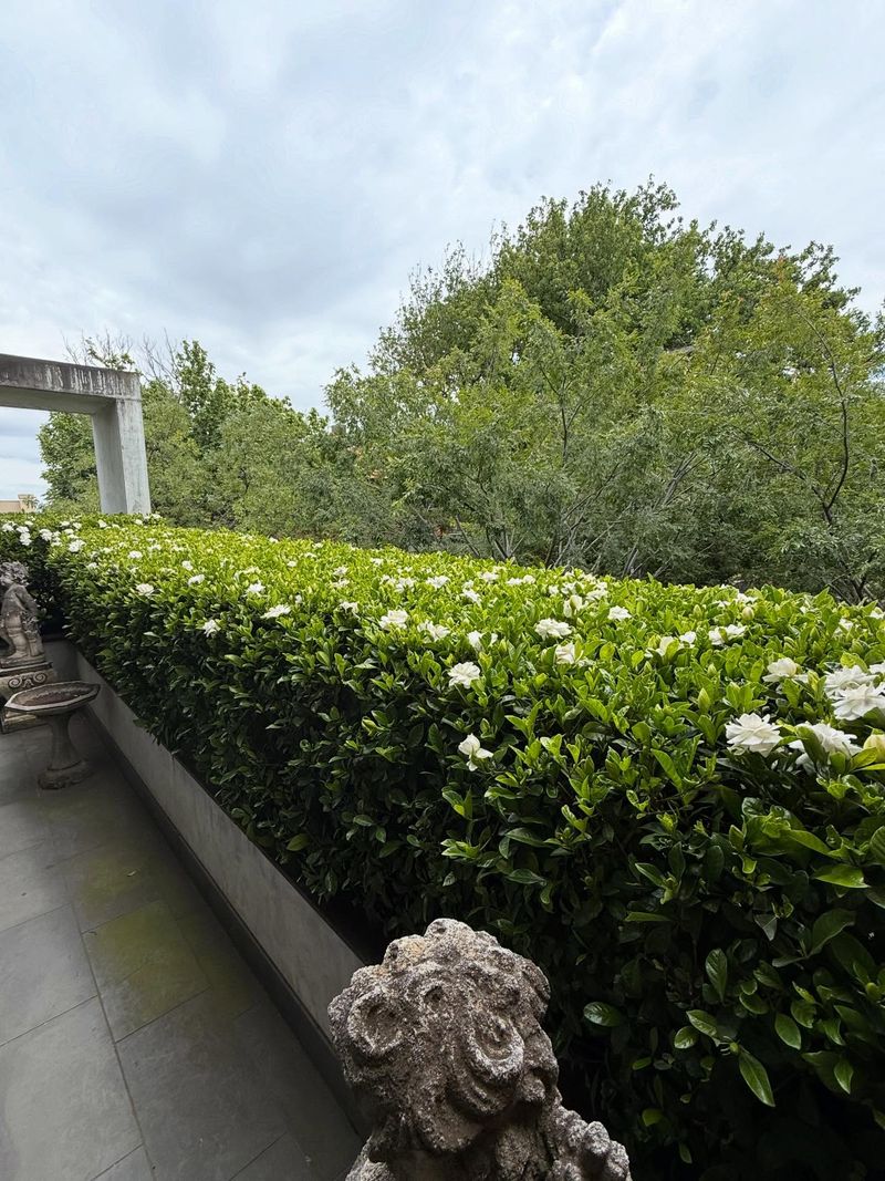 Space Plants Properly So Air Moves Freely Around Foliage