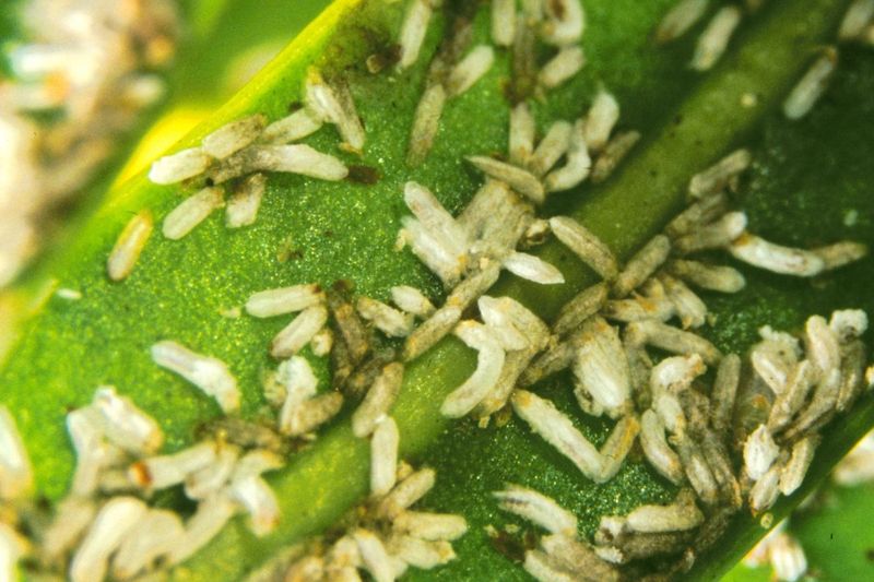 Watch Closely For Scale Insects