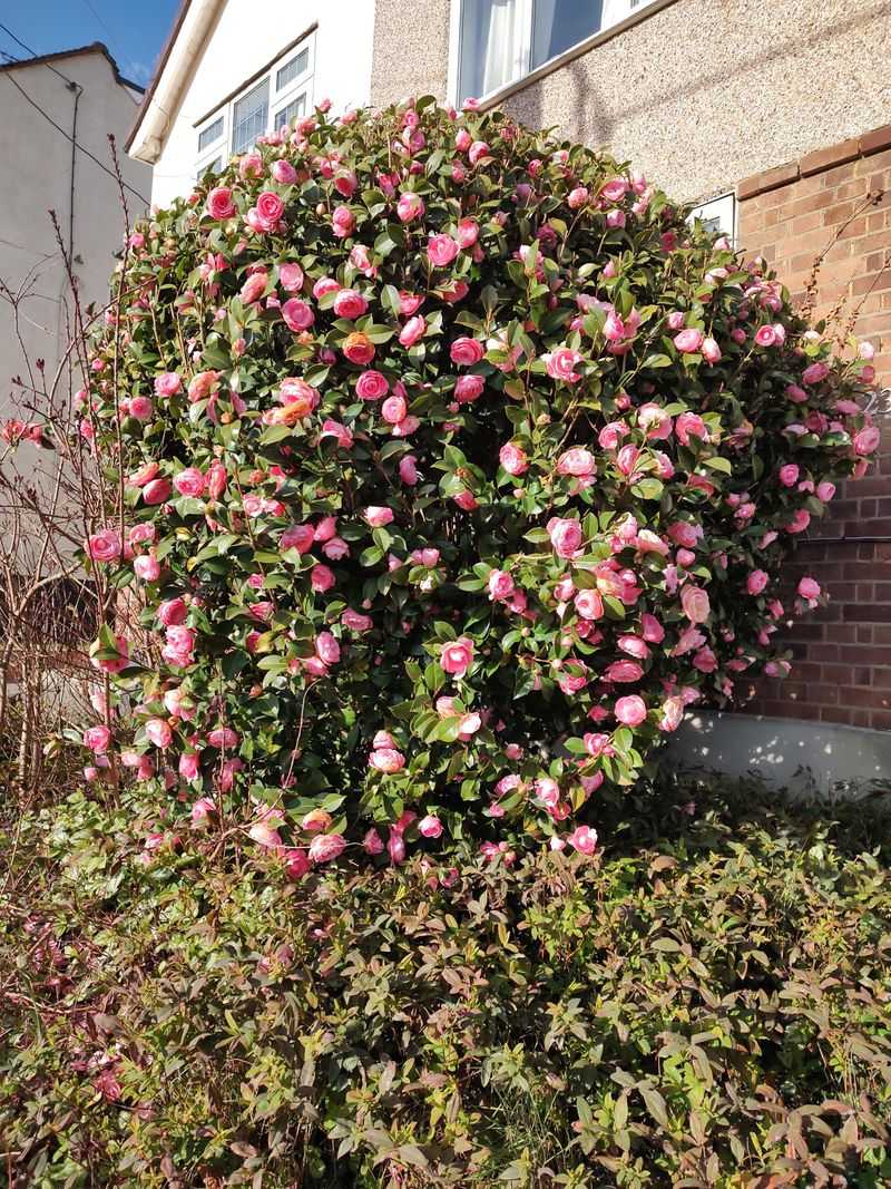 Water Before Summer Dryness