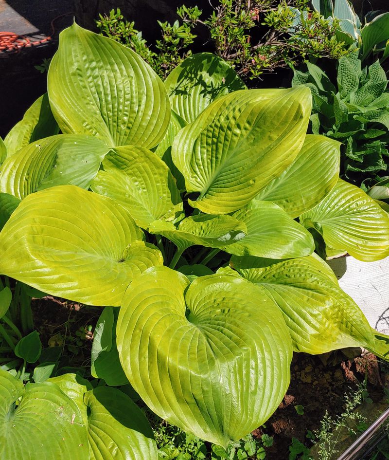 Give Hostas Morning Sun