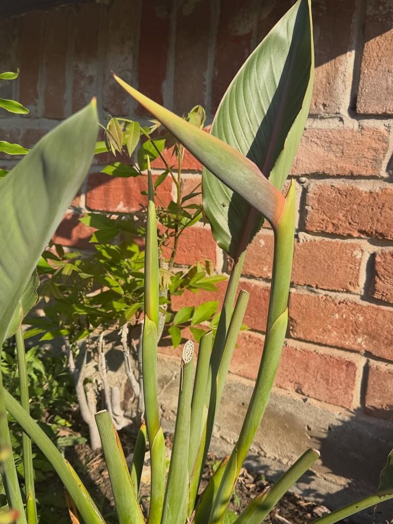Trim Worn Leaves Before Summer Arrives