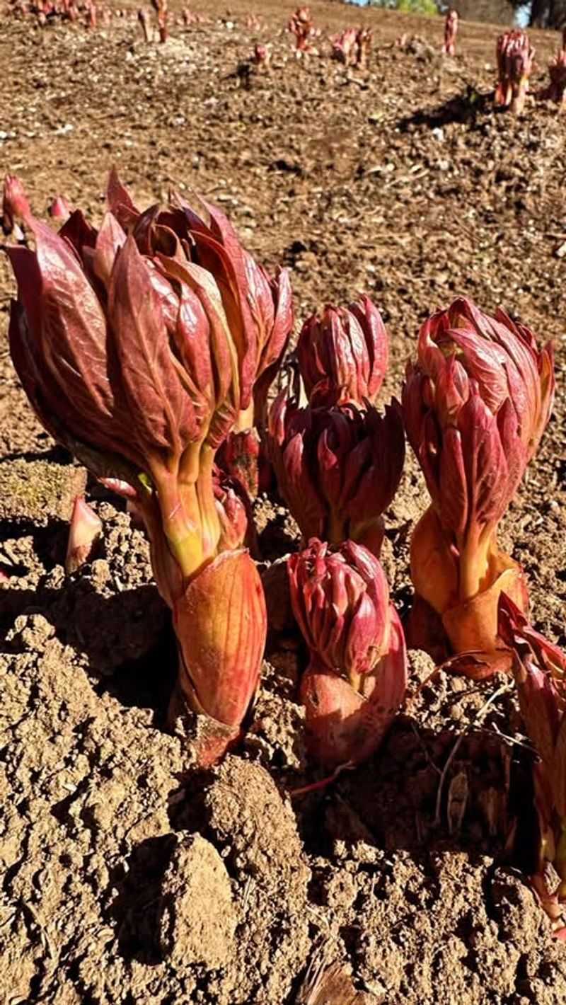 Make Sure Your Peonies Get Enough Sun