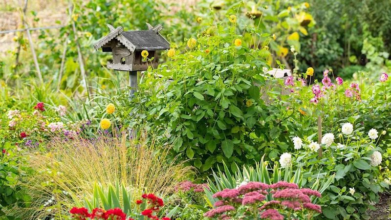 Dense Shrubs Offer Quick Cover