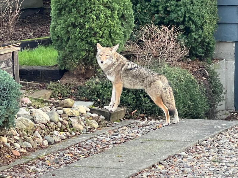 Approaching Increases Risk For Both You And The Animal