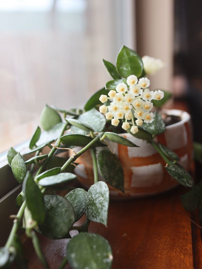 Avoid Moving The Plant Once Buds Appear