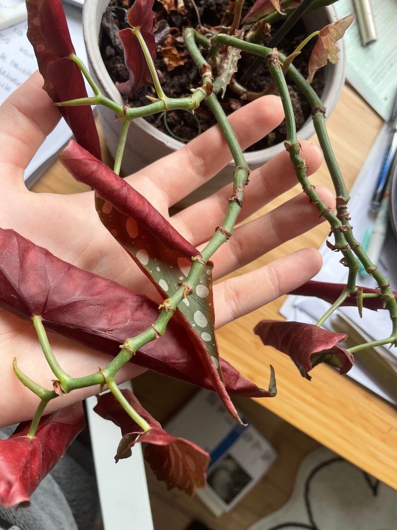 Pruning And Pinching For Fuller, Balanced Plants