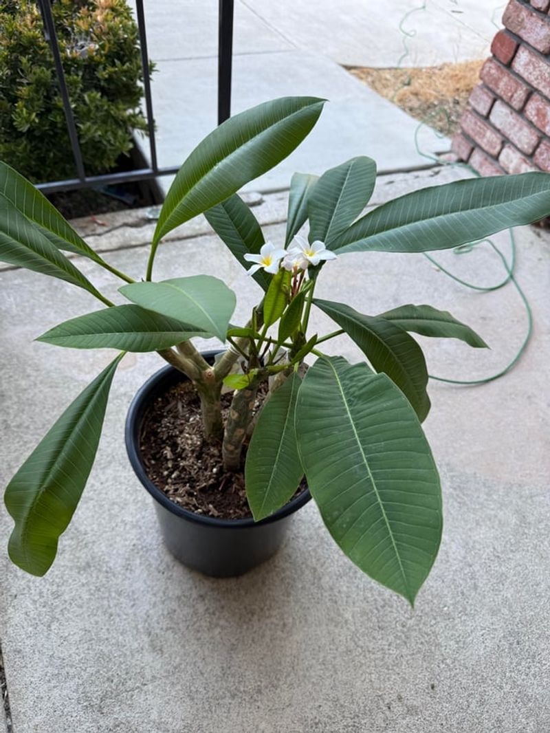Dormancy Changes Plumeria Care In Texas