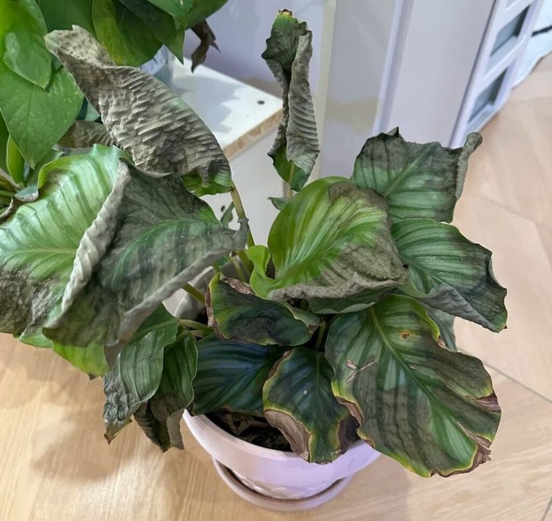 Exposing Plants To Cold Drafts And Temperature Swings