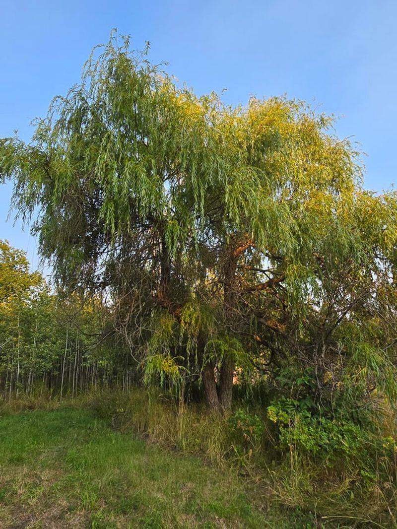 Weeping Willow