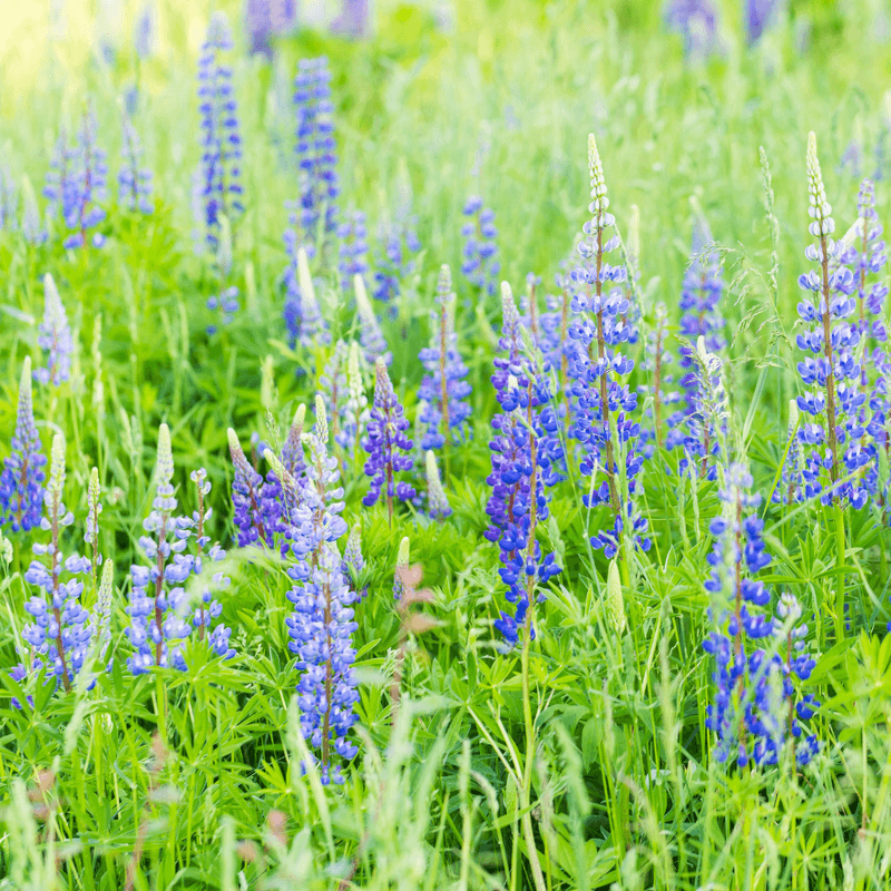 Open Sun Helps Wild Lupine Support Butterflies