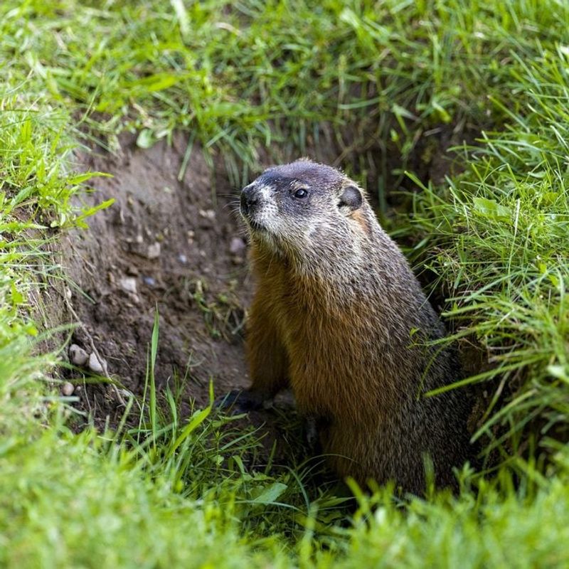 Closing Gaps Early Keeps Curious Groundhogs From Testing Weak Spots