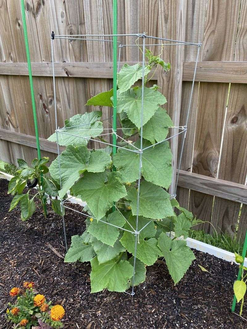 Tomato Cage Trellis Works Well For Compact Cucumber Varieties