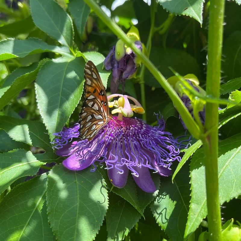 Passionflower (Passiflora)
