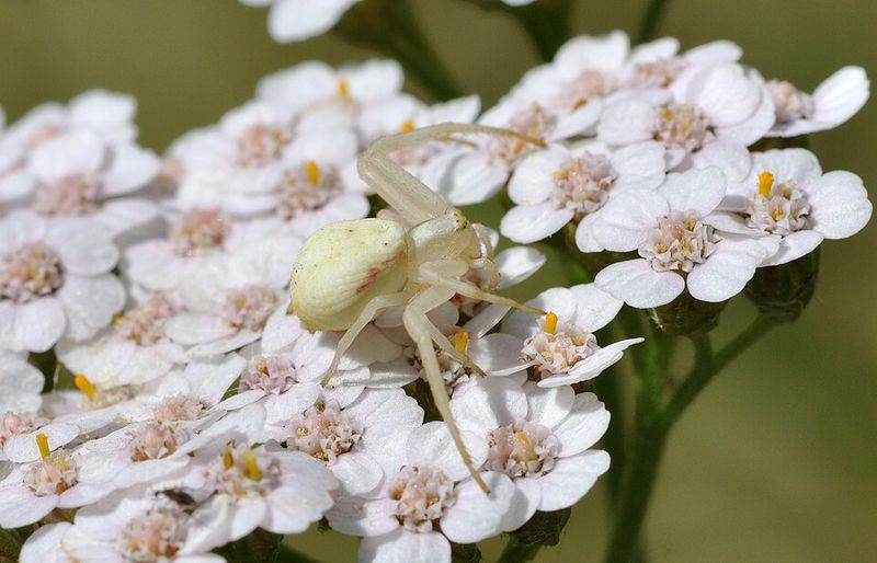 Yarrow Supports A Steady Flow Of Garden Predators
